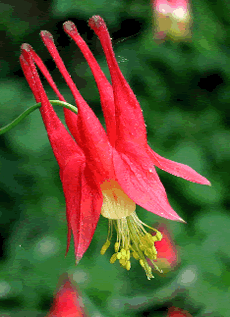 Aquilegia canadensis